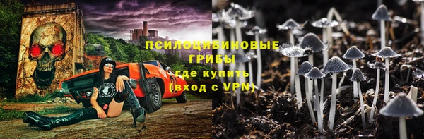 прущие грибы Абаза